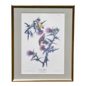 John Audubon Hand Colored Engraving American Goldfinch Framed Print